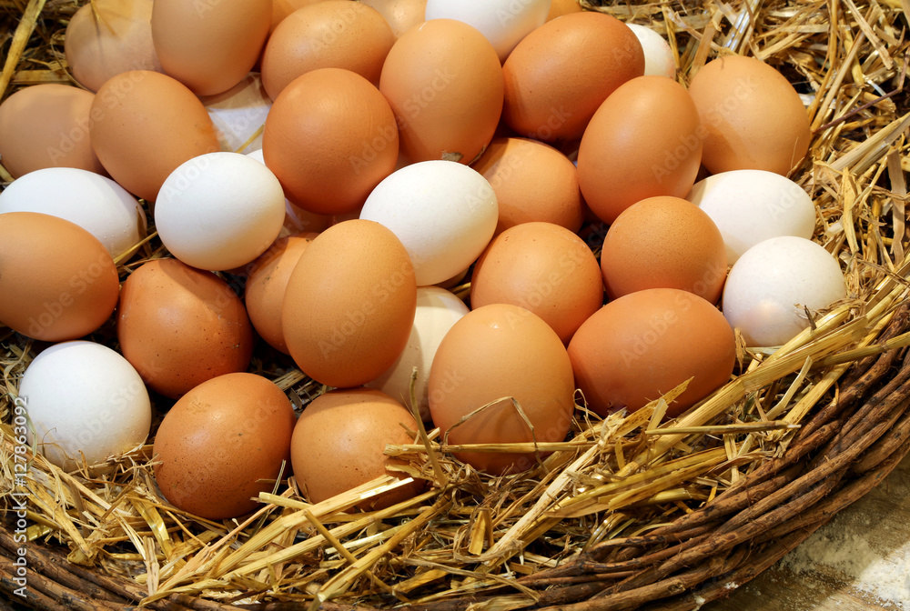 chicken eggs just collected in the henhouse chicken eggs just collected in the henhouse