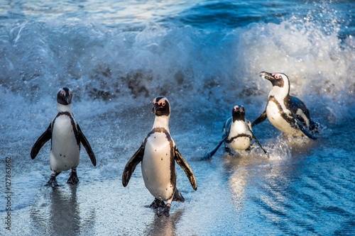 African penguins walk out of the ocean on the sandy beach. African penguin ( Spheniscus demersus) also known as the jackass penguin and black-footed penguin. Boulders colony. South Africa