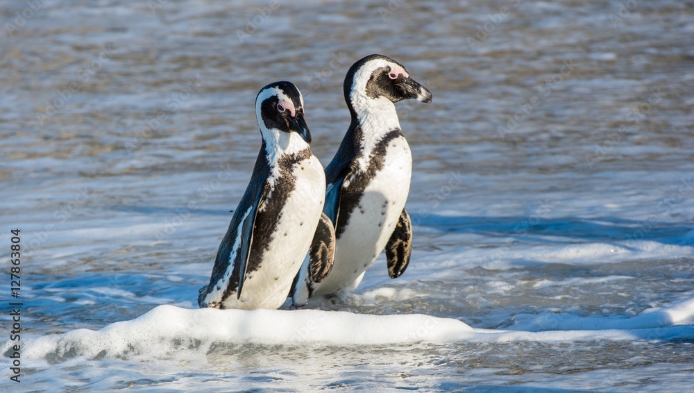 Fototapeta premium African penguin walk out of the ocean on the sandy beach. African penguin ( Spheniscus demersus) also known as the jackass penguin and black-footed penguin. Boulders colony. South Africa