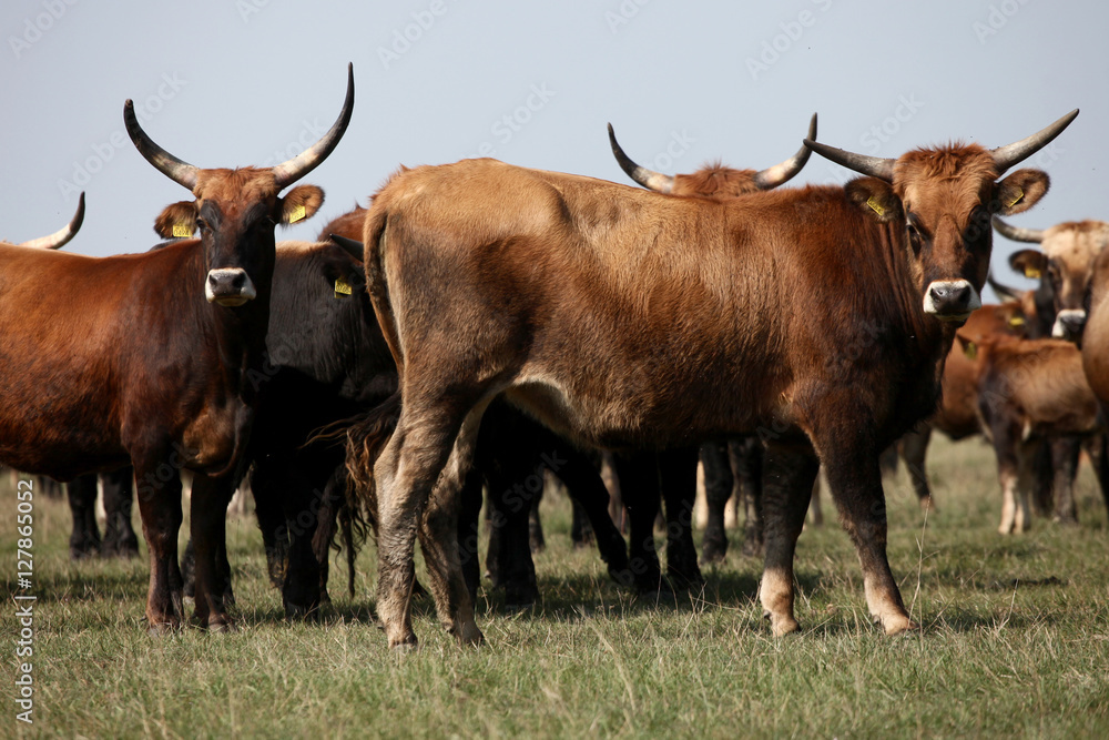 Red aurochs at the natural reserve Red aurochs at the natural reserve