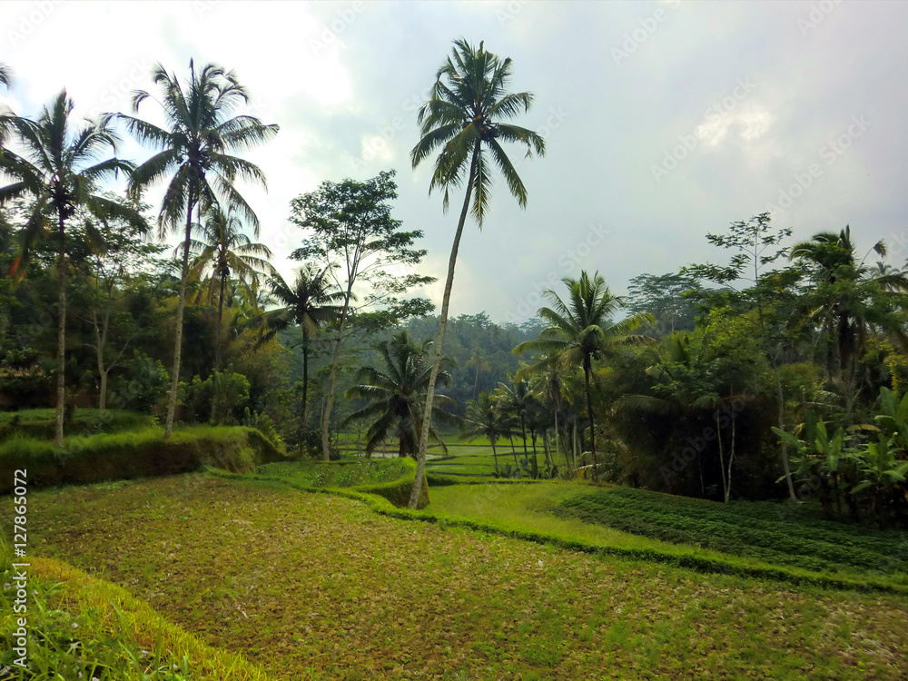 Terraced rice fields in tropical Indonesian jungle Terraced rice fields in tropical Indonesian jungle