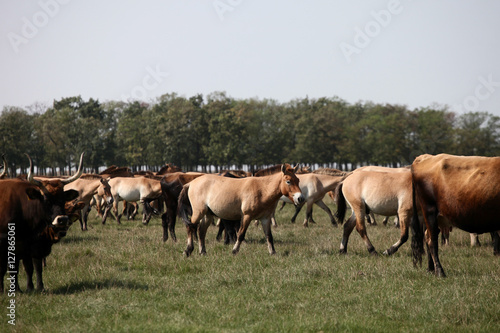Fototapeta Naklejka Na Ścianę i Meble -  Asian wild horses and aurochs in the nature reserve in Hungary