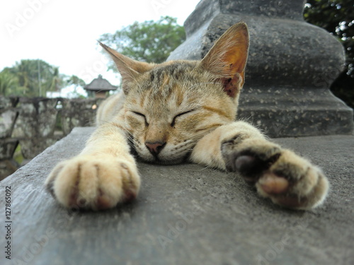Εκτύπωση καμβά Lazy cat napping in Hindu temple