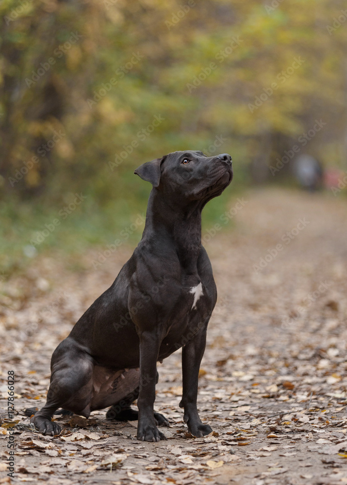 Black dog walk in the park