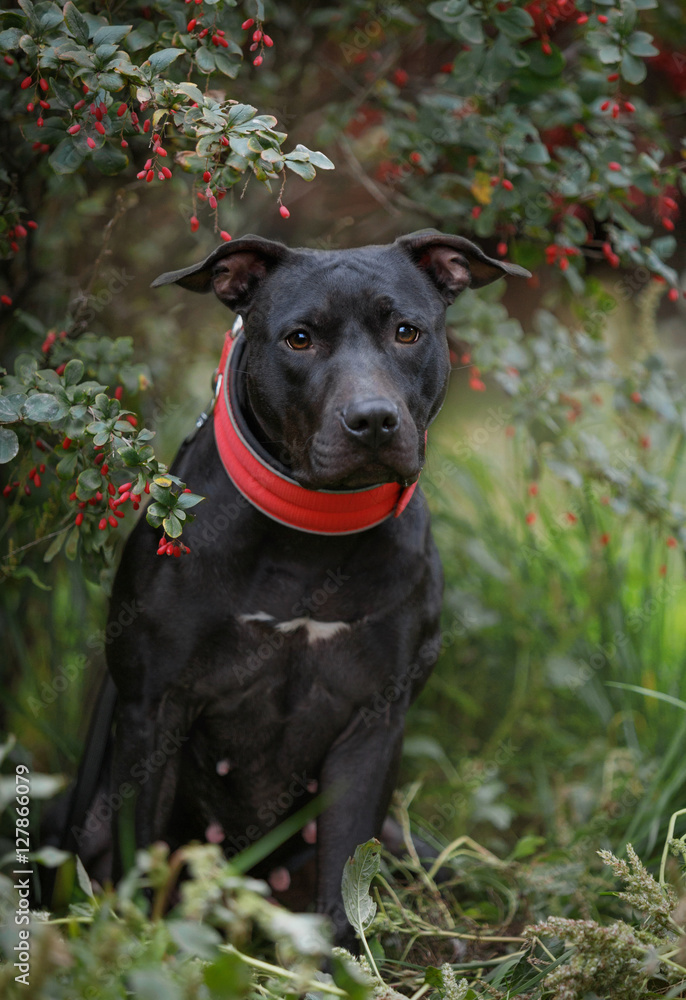 Dog in the bushes of barberry Dog in the bushes of barberry
