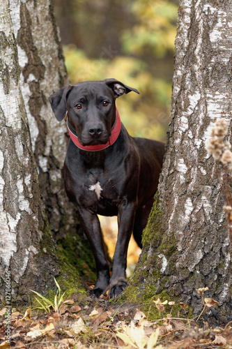 A black dog walks among the trees