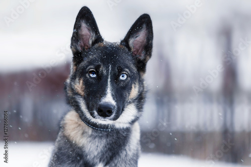 Valokuva Dog with beautiful eyes on a winter walk