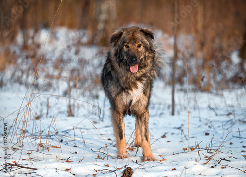 Valokuva Funny dog on the nature