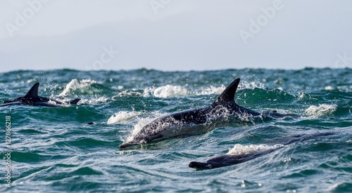 Dolphins, swimming in the ocean