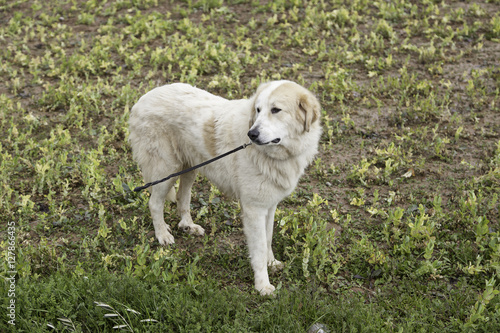 Mastiff dog field