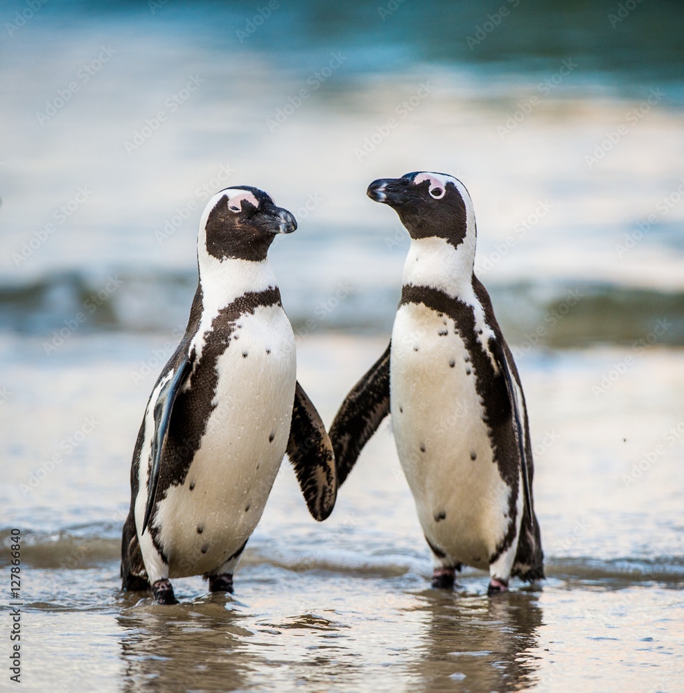 Fototapeta premium Afrykański pingwin wychodzi z oceanu na piaszczystej plaży. Pingwin afrykański (Spheniscus demersus) znany również jako pingwin jackass i pingwin czarnogłowy. Kolonia głazów. Afryka Południowa