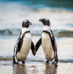 Fototapete Pinguin Brillenpinguin am Boulders Beach  © Uryadnikov Sergey