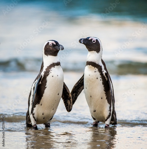African penguin walk out of the ocean on the sandy beach. African penguin ( Spheniscus demersus) also known as the jackass penguin and black-footed penguin. Boulders colony. South Africa