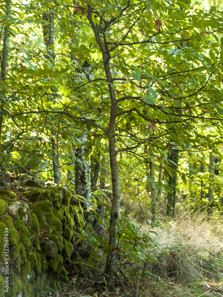 Fototapeta premium The forest in Spain