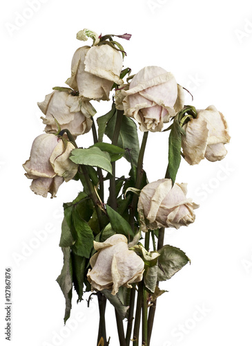 dried white roses