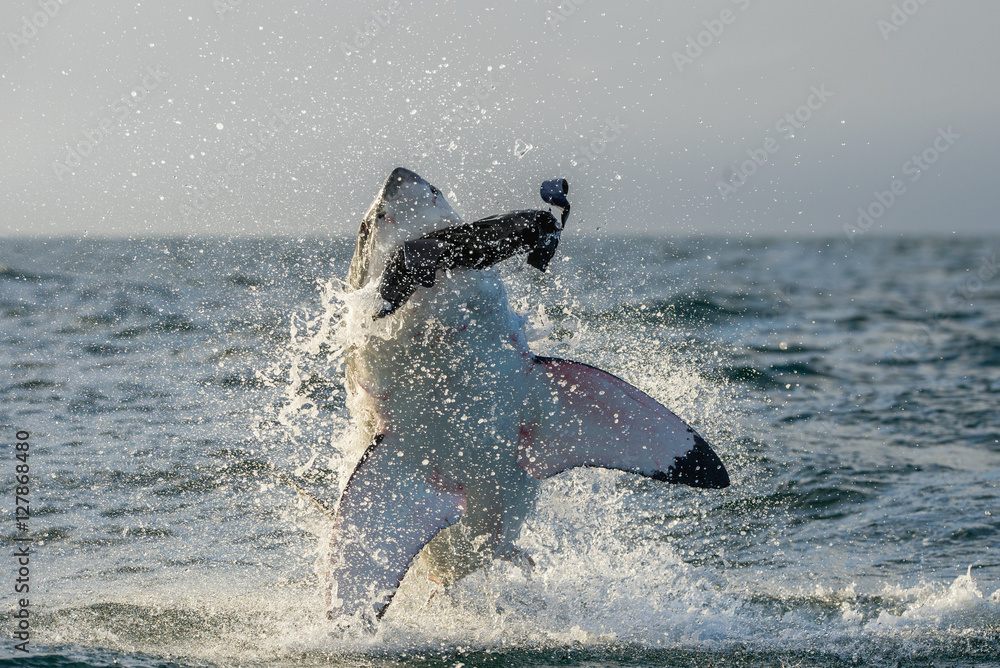 Obraz premium Great White Shark (Carcharodon carcharias) breaching in an attac