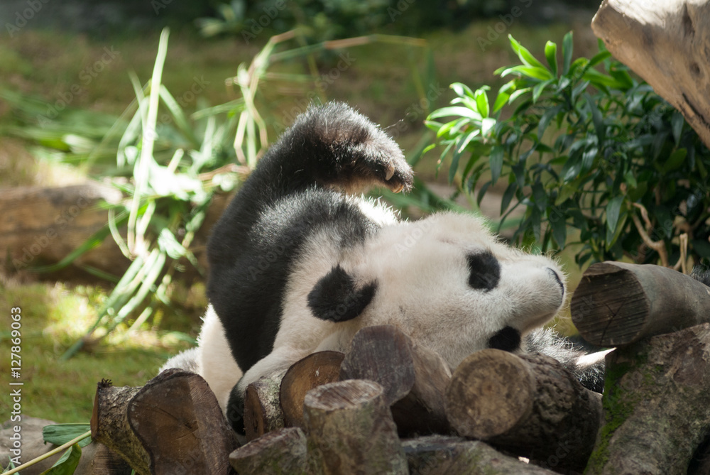 Fototapeta premium Sleeping giant panda, Hong Kong