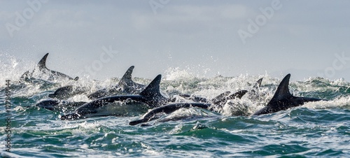 Dolphins  swimming in the ocean