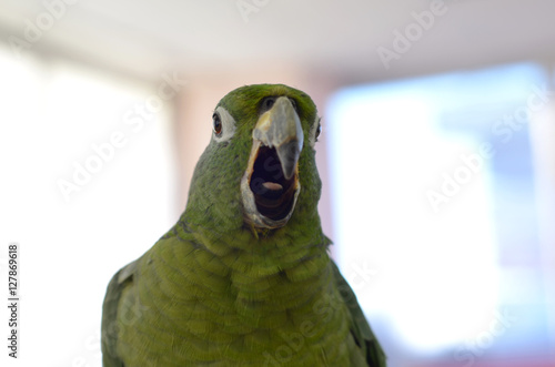 parrot closeup