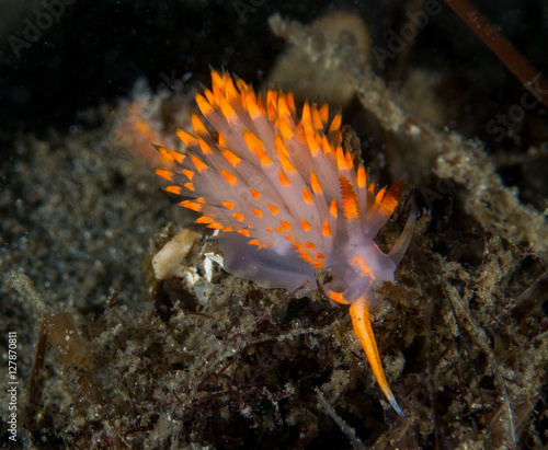 Nudibranch © Kirk Wester