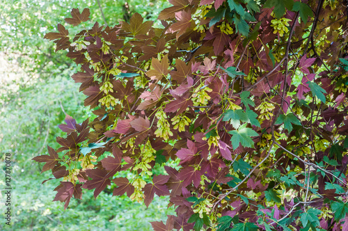 Decorative form by sycamore maple (Acer pseudoplatanus), cultivar Atropurpureum or Purpurascens