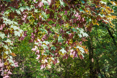 Decorative form by sycamore maple (Acer pseudoplatanus), cultivar Atropurpureum or Purpurascens