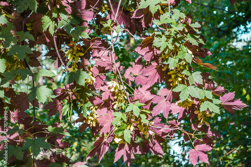 Decorative form by sycamore maple (Acer pseudoplatanus), cultivar Atropurpureum or Purpurascens