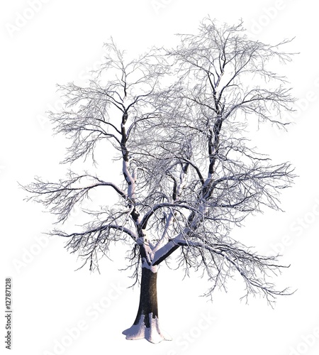 Winter Tree On Snow Isolated White 3D Illustration