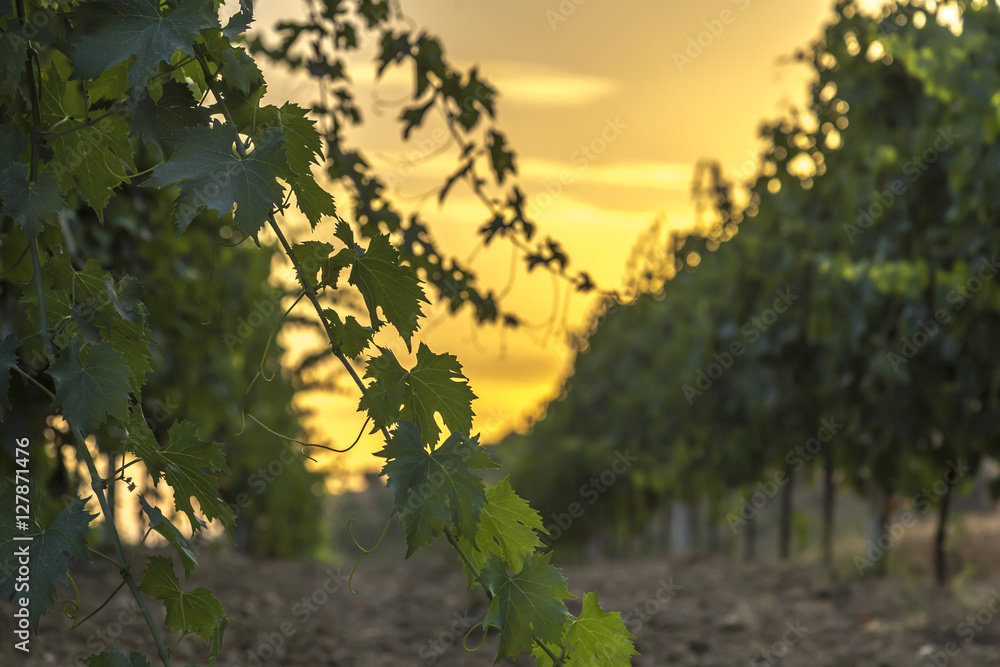 Sun is rising over vineyards in Italy