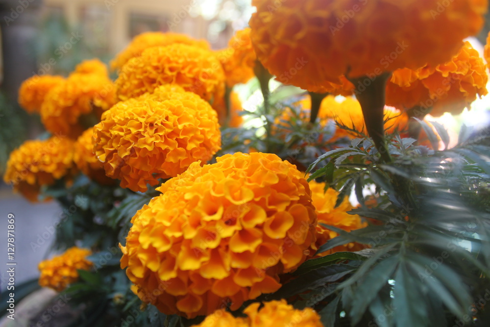 Flores de cempasúchil Stock Photo | Adobe Stock