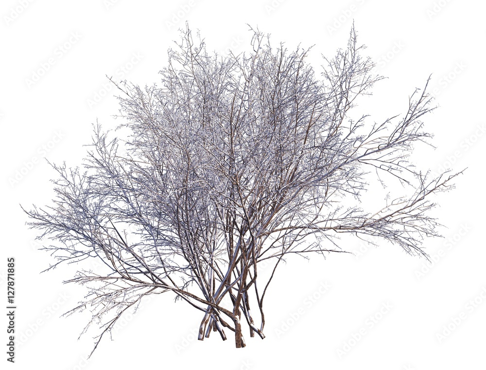 Winter Tree On Snow Isolated White 3D Illustration Winter Tree On Snow Isolated White 3D Illustration