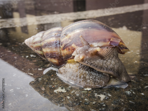 Fototapeta Naklejka Na Ścianę i Meble -  snail