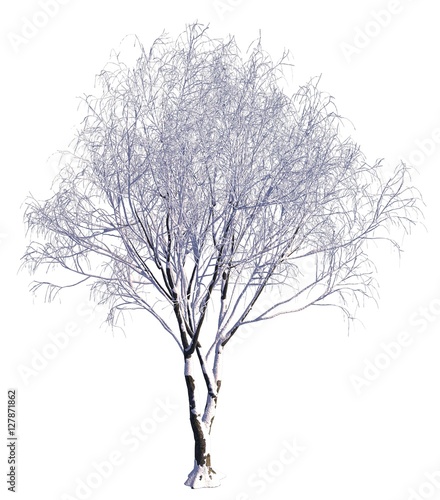 Winter Tree On Snow Isolated White 3D Illustration
