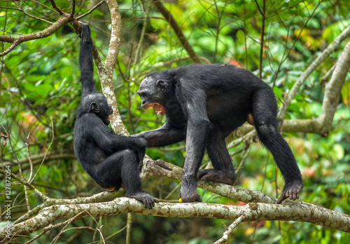 Bonobos (Pan Paniscus) on a tree branch. The Swearing and Aggressive Bonobo ( Pan paniscus)