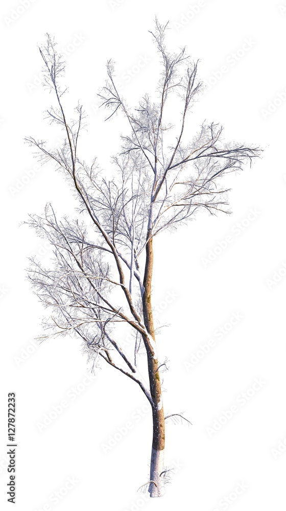 Winter Tree On Snow Isolated White 3D Illustration Winter Tree On Snow Isolated White 3D Illustration
