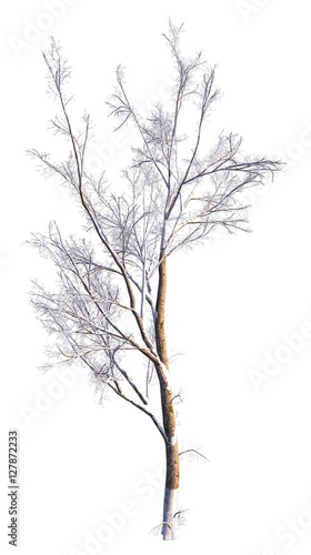 Wallpaper Mural Winter Tree On Snow Isolated White 3D Illustration Torontodigital.ca