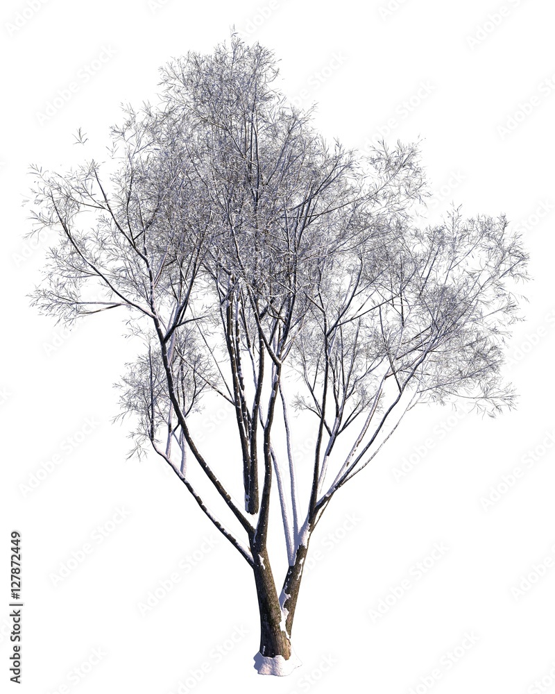 Winter Tree On Snow Isolated White 3D Illustration Winter Tree On Snow Isolated White 3D Illustration