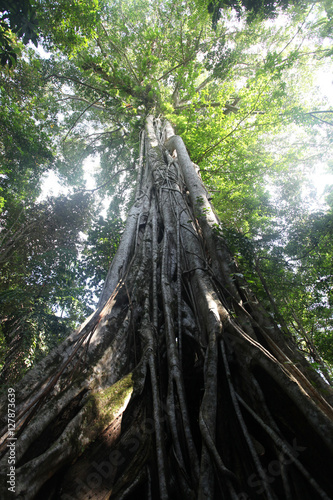 Ogromne drzewo w dżungli - Indonezja