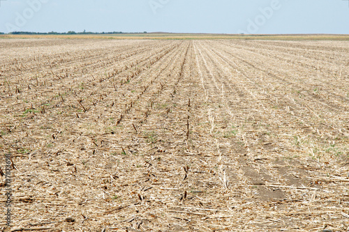 Cornfield after harvesting at autumn