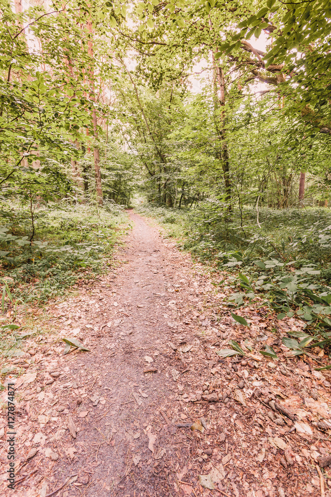 Forest landscape. Country road path with green trees. Beauty summer day. Forest landscape. Country road path with green trees. Beauty summer day.