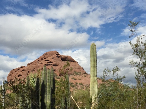 desert cactus landscape