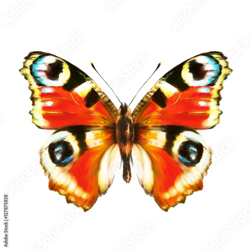 butterfly,isolated on a white