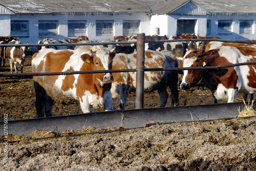 Cows grazing in a pen on a bright sunny autumn day
