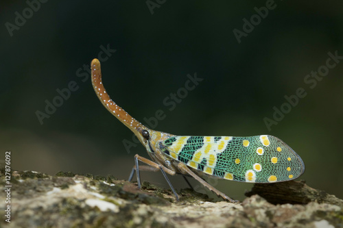 Lantern Fly in Thailand and Southeast Asia.