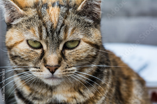 Schilderij op canvas Manx cat