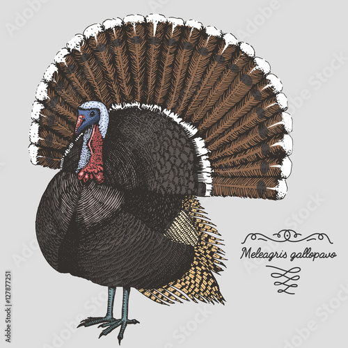 hand drawn vector realistic bird, sketch graphic style, meleagris gallopavo