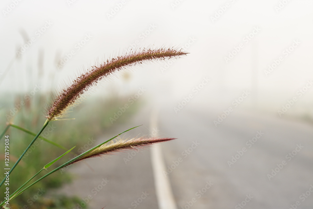 Grass in morning with rode background Grass in morning with rode background