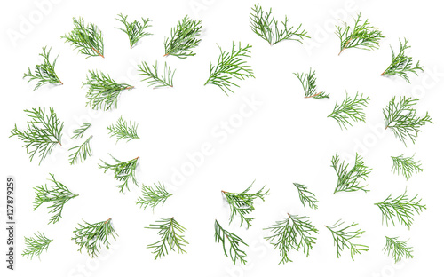 Coniferous branches. Floral flat lay background. Minimalism