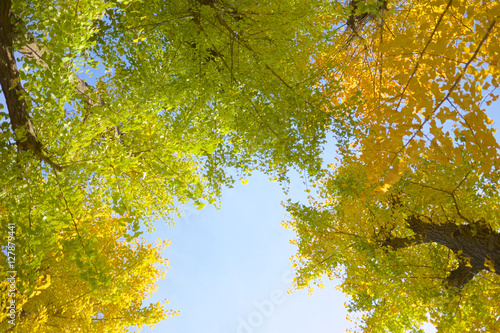 Leaves of autumn in Tokyo, Japan.