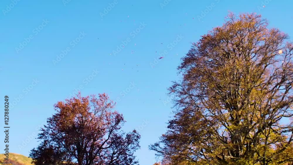 downward movement. Autumn forest. Orange leaves on the tops of beech trees and blue sky downward movement. Autumn forest. Orange leaves on the tops of beech trees and blue sky